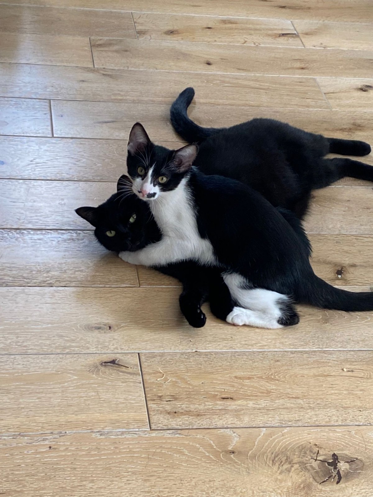 Perona et Marley, nos deux chats, blottis l’un contre l’autre